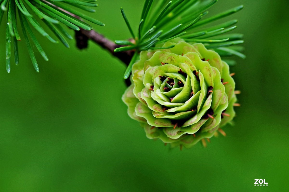 松塔绿植图片