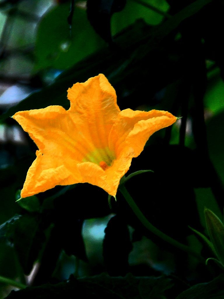 南瓜花