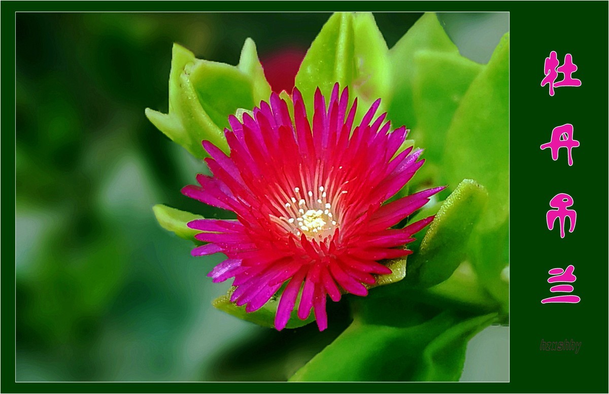 牡丹吊兰（2021371）