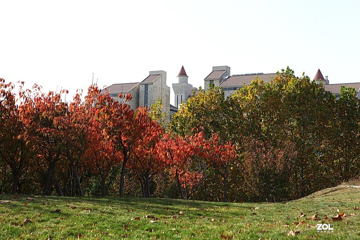 滨城游拍——东软园区之秋
