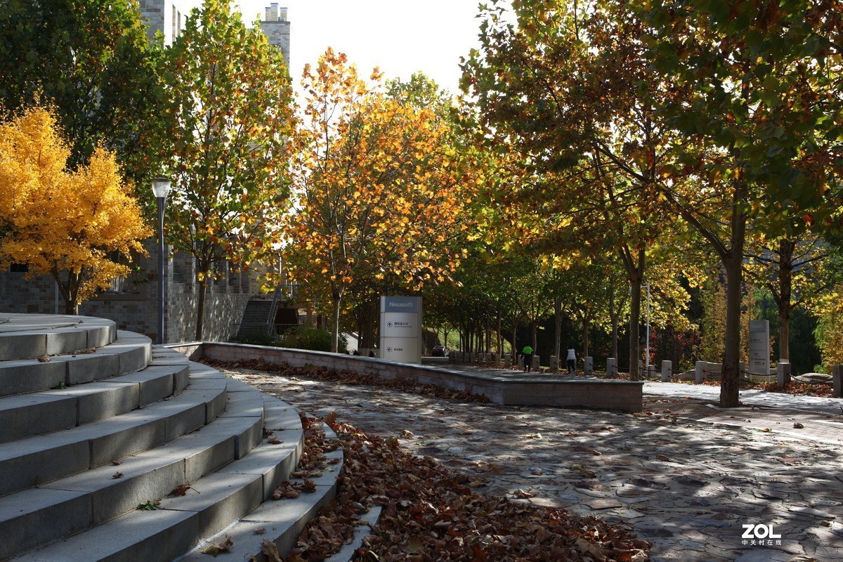 滨城游拍——东软园区之秋