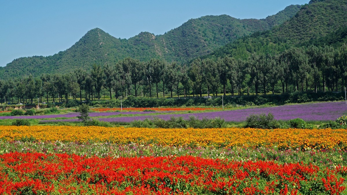 秋游延庆四季花海2109031