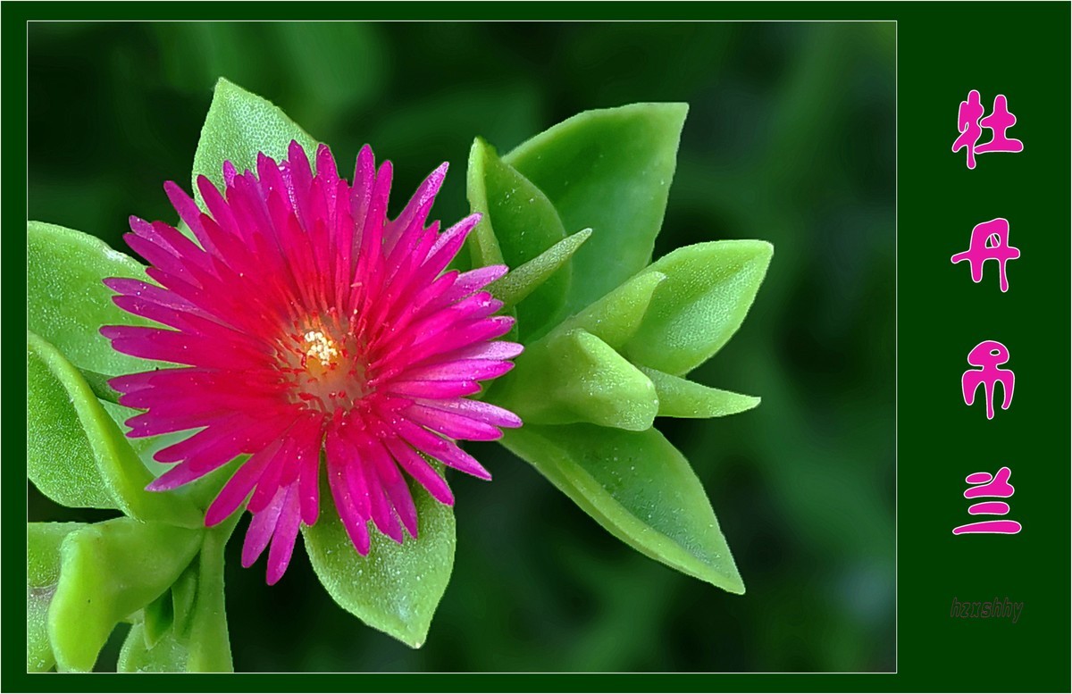 牡丹吊兰（2021371）