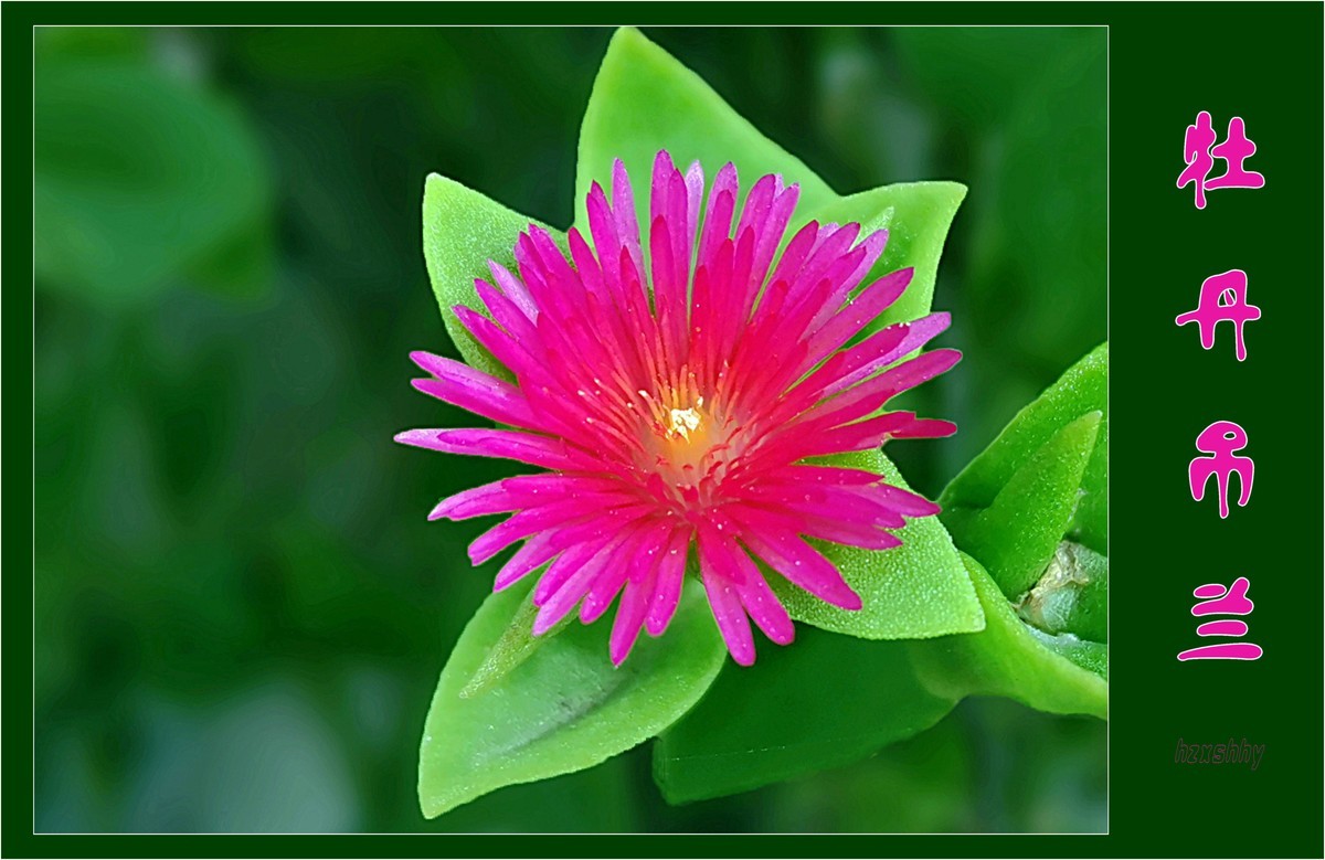 牡丹吊兰（2021371）