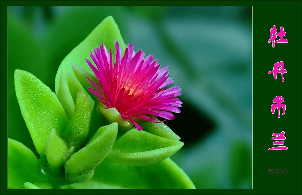 牡丹吊兰（2021371）