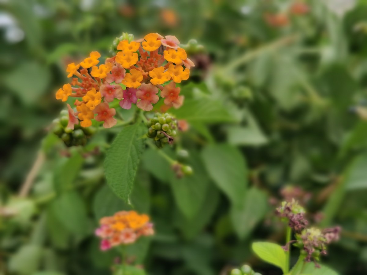 华为Mate30E Pro随拍，直出原图。