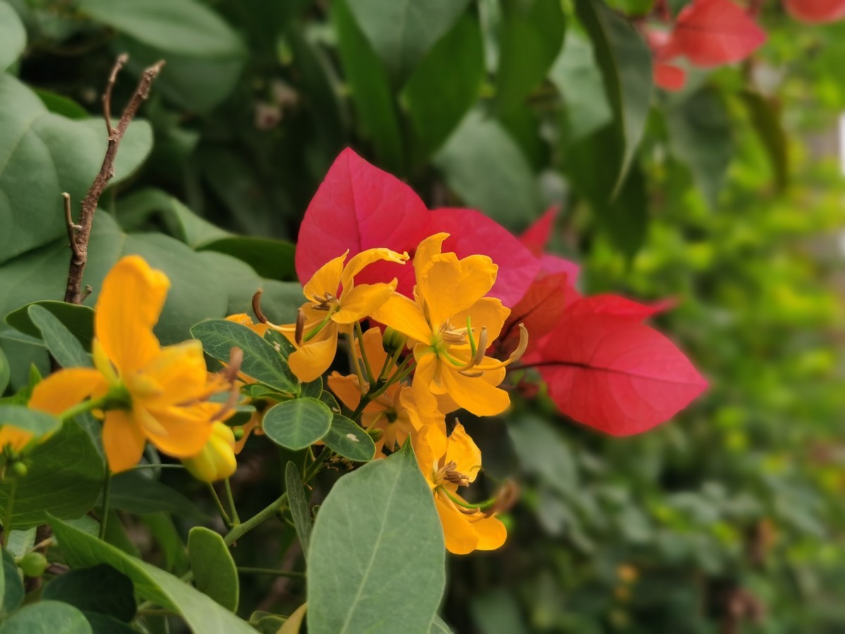 华为Mate30E Pro随拍，直出原图。