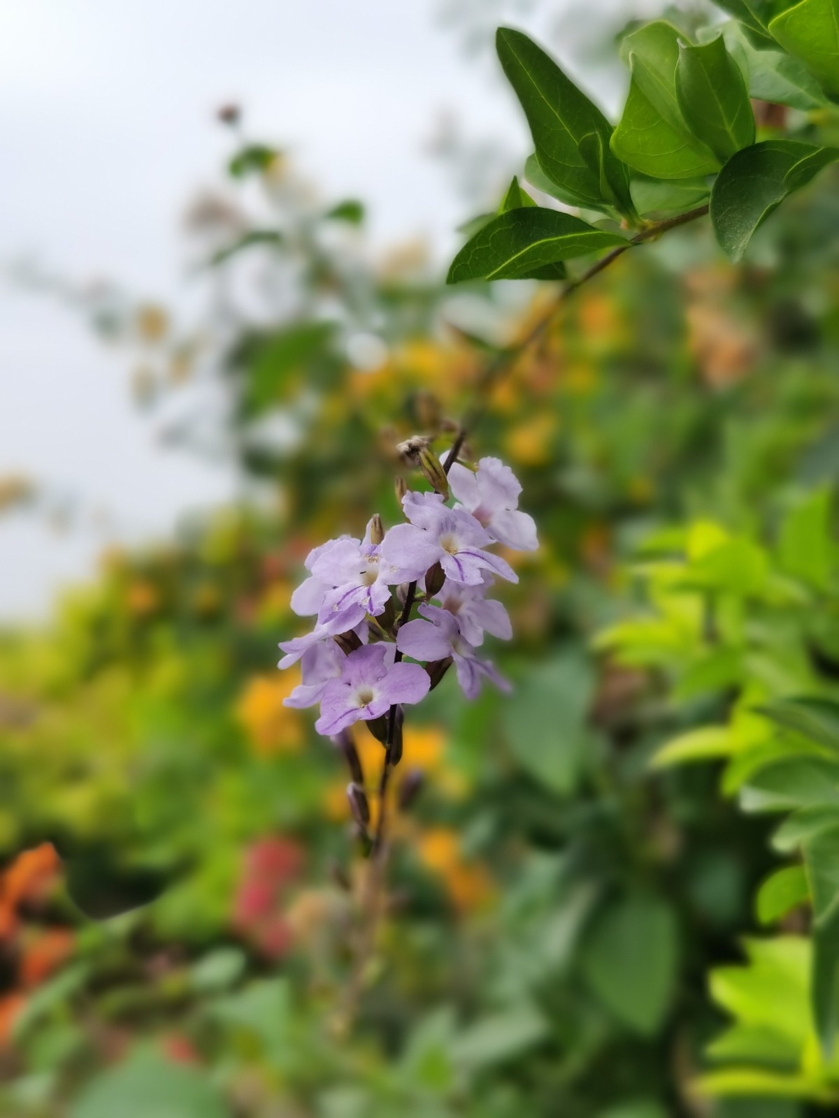 华为Mate30E Pro随拍，直出原图。