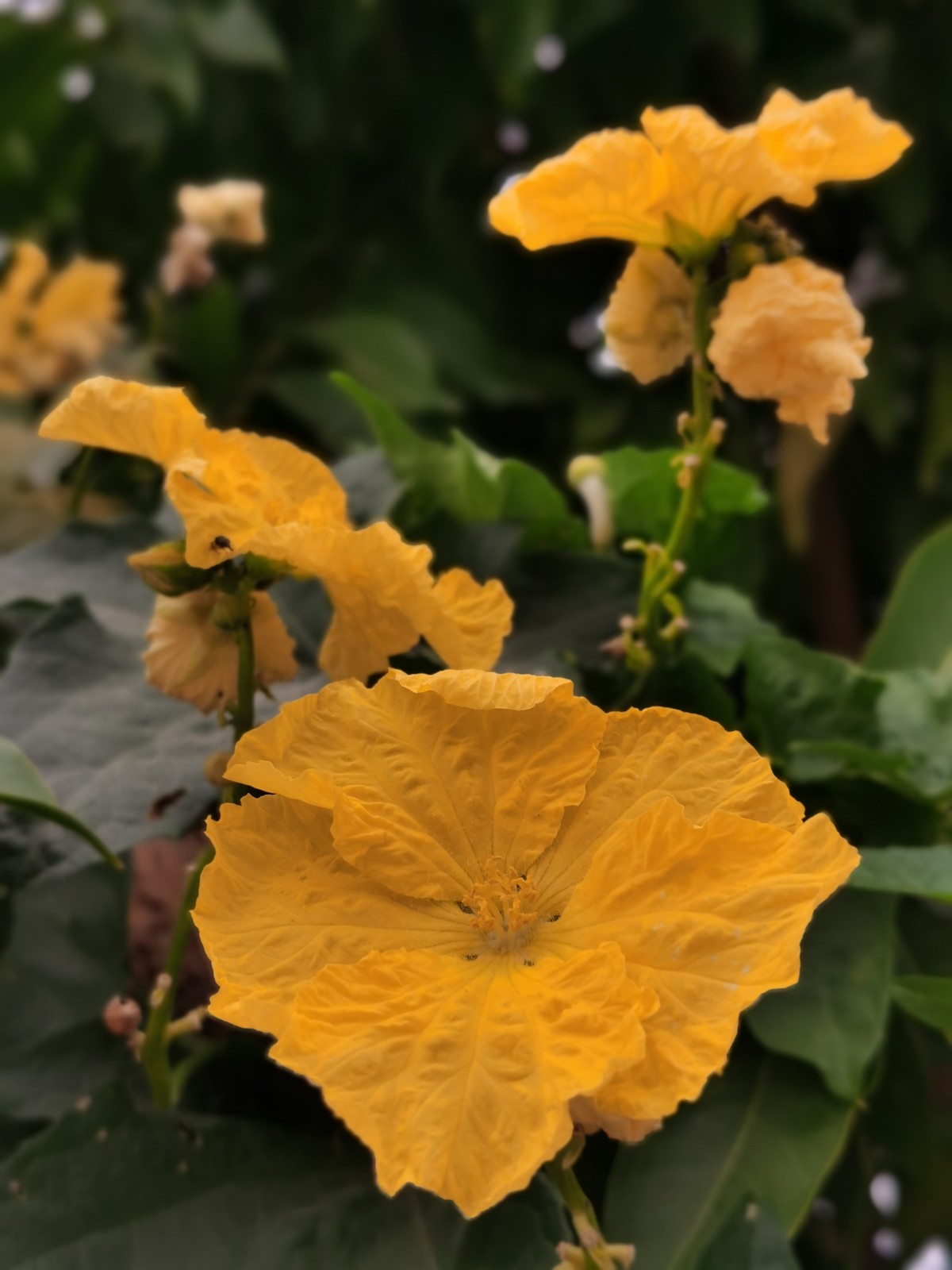 华为Mate30E Pro随拍，直出原图。