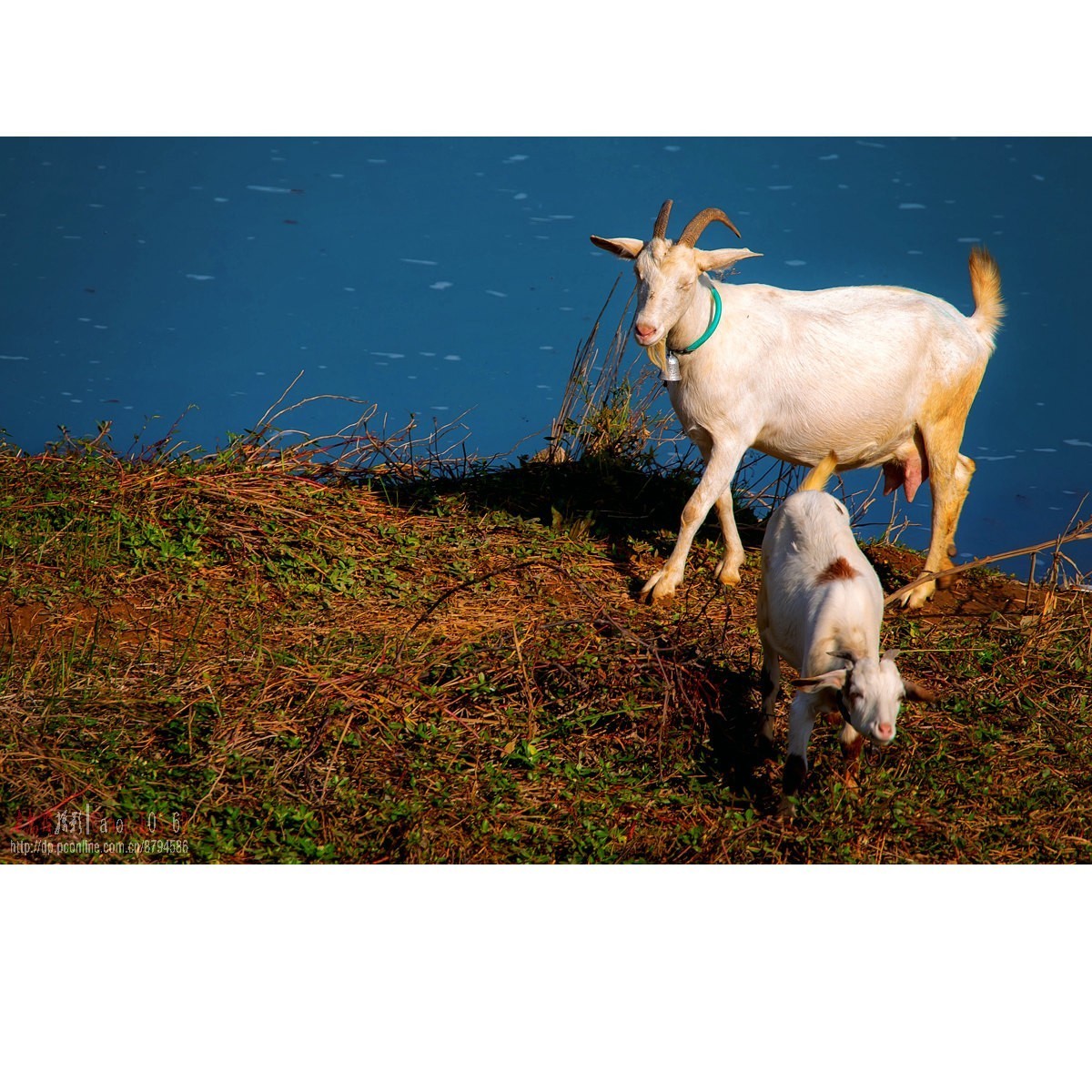 水清草美羊儿肥