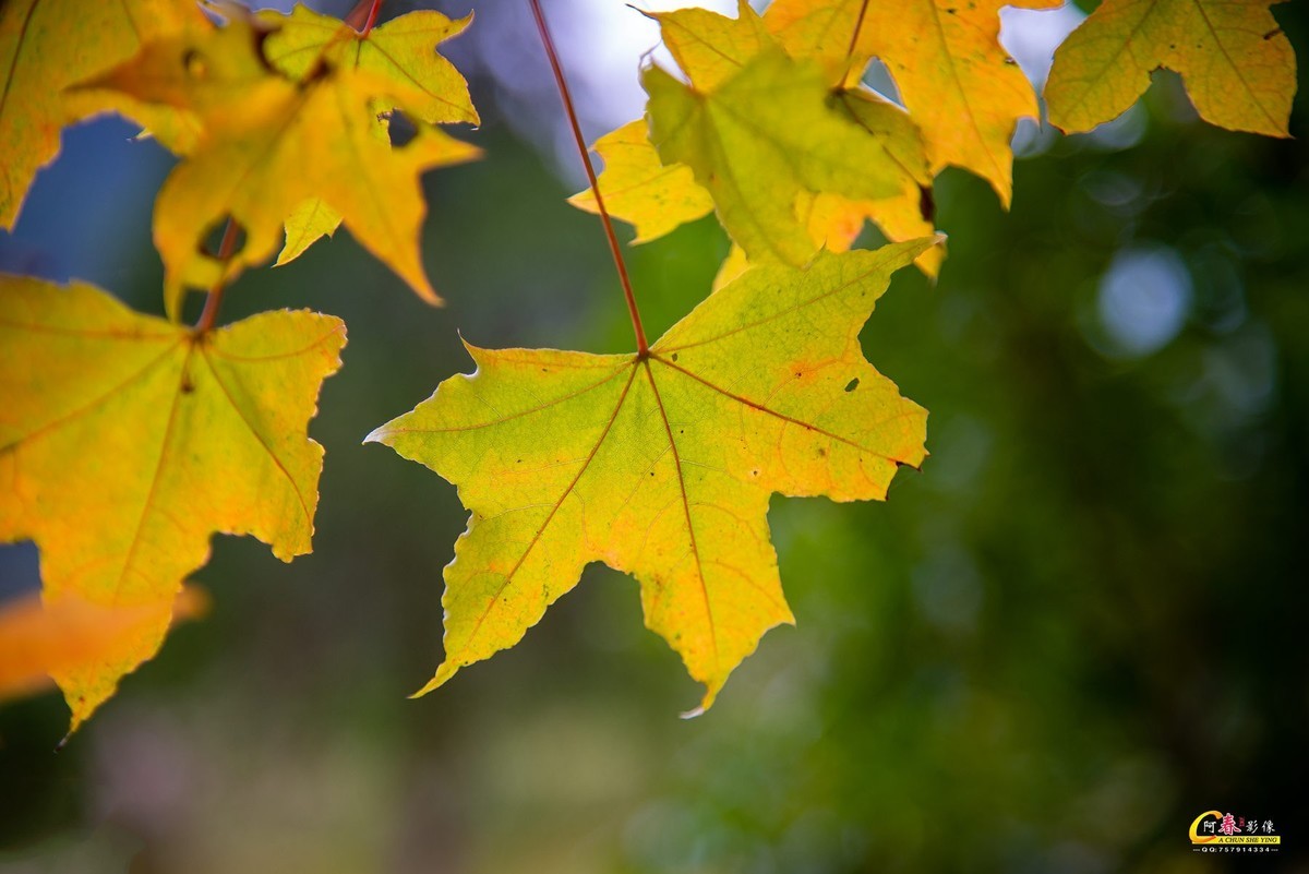 枫叶知秋
