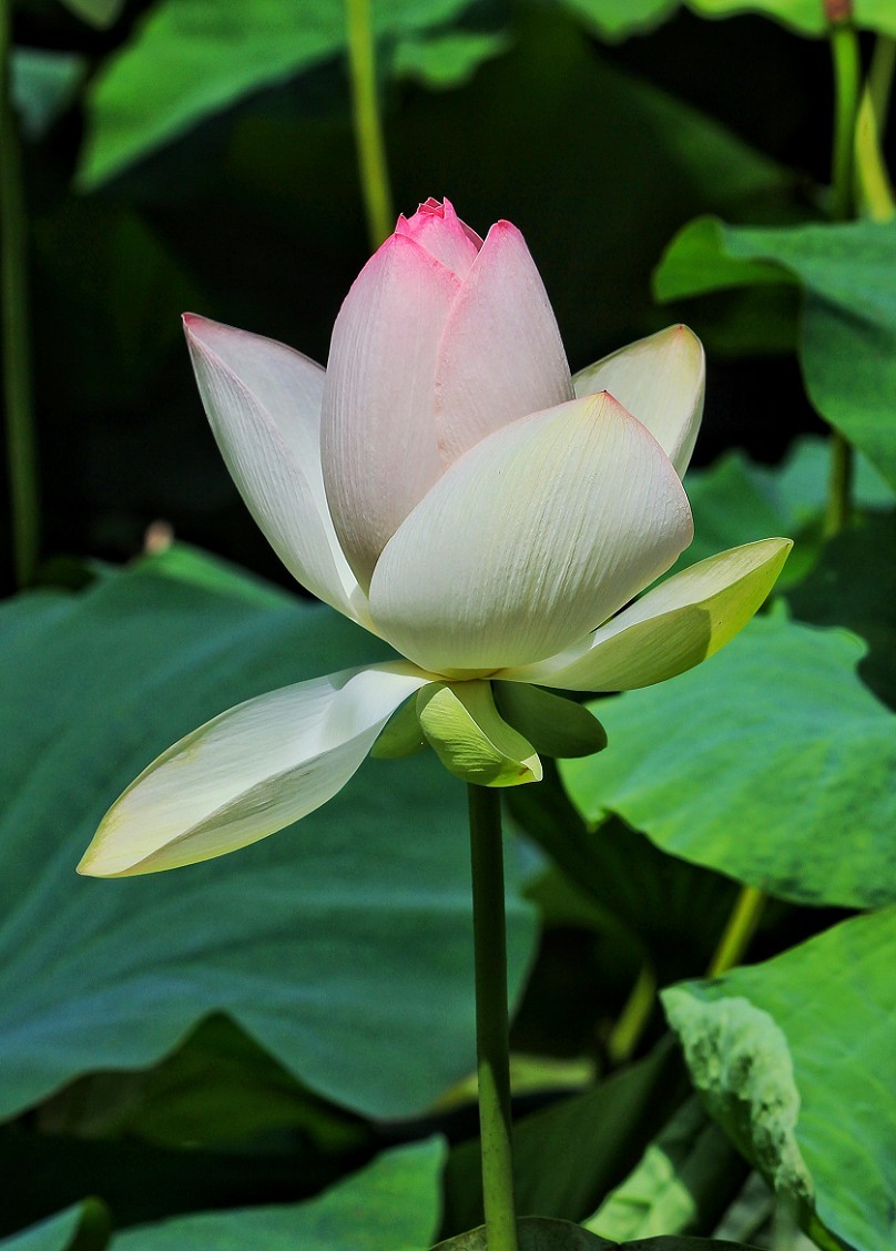 今日既是立秋優勢週末荷花與美女祝大家立秋愉快哈哈哈還是週末愉快