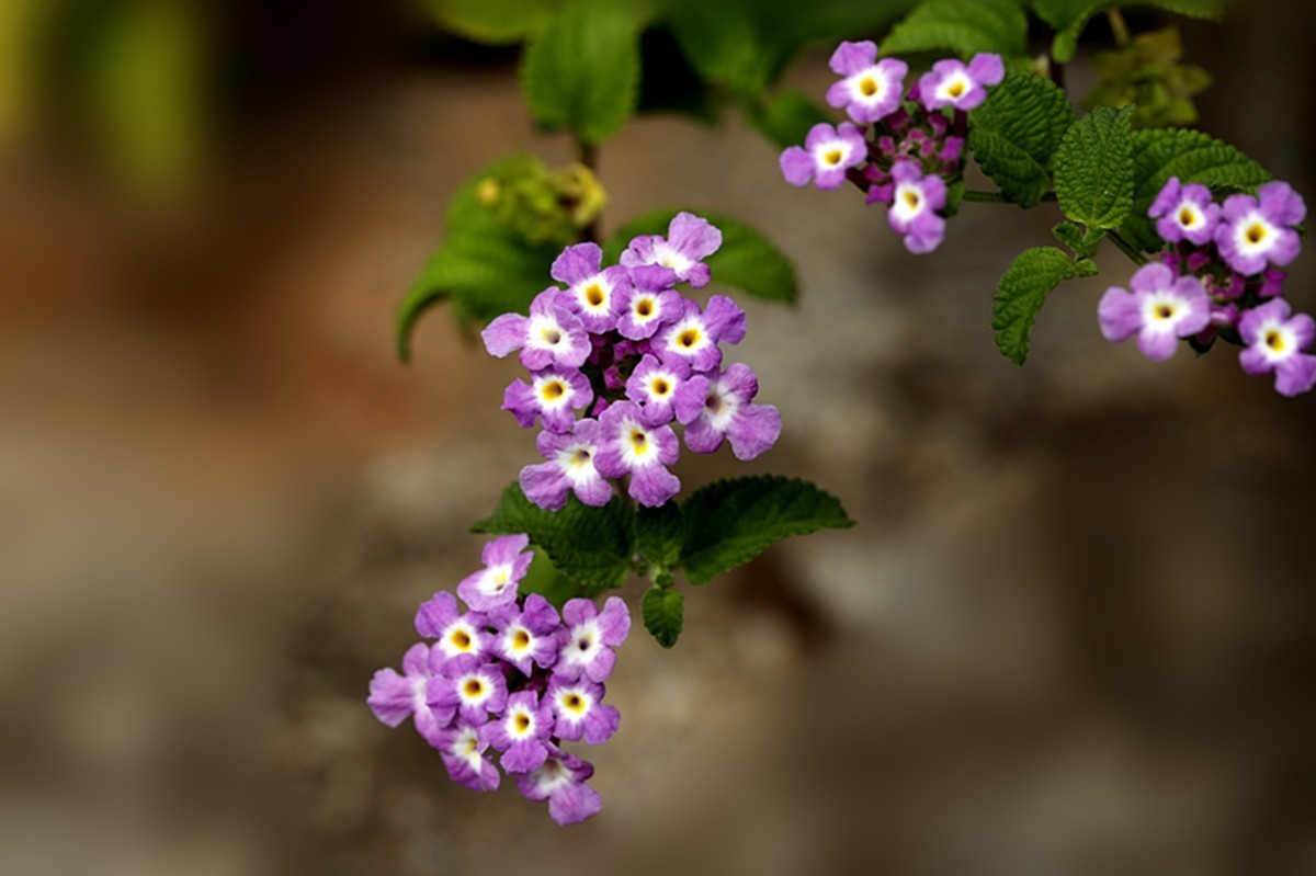 蔓马缨丹尽开淡紫花