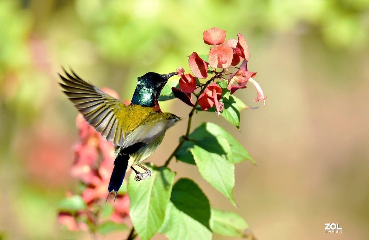 2021年1月2日拍于华南植物园