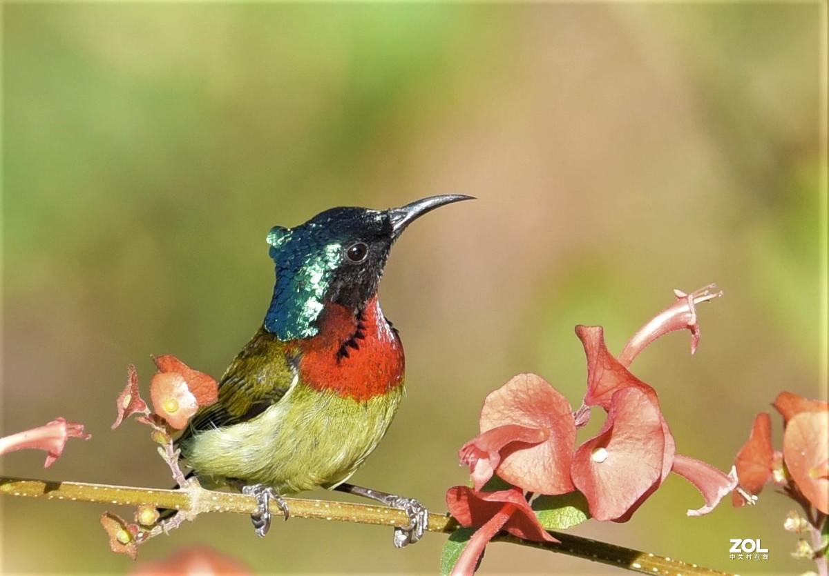 2021年1月2日拍于华南植物园