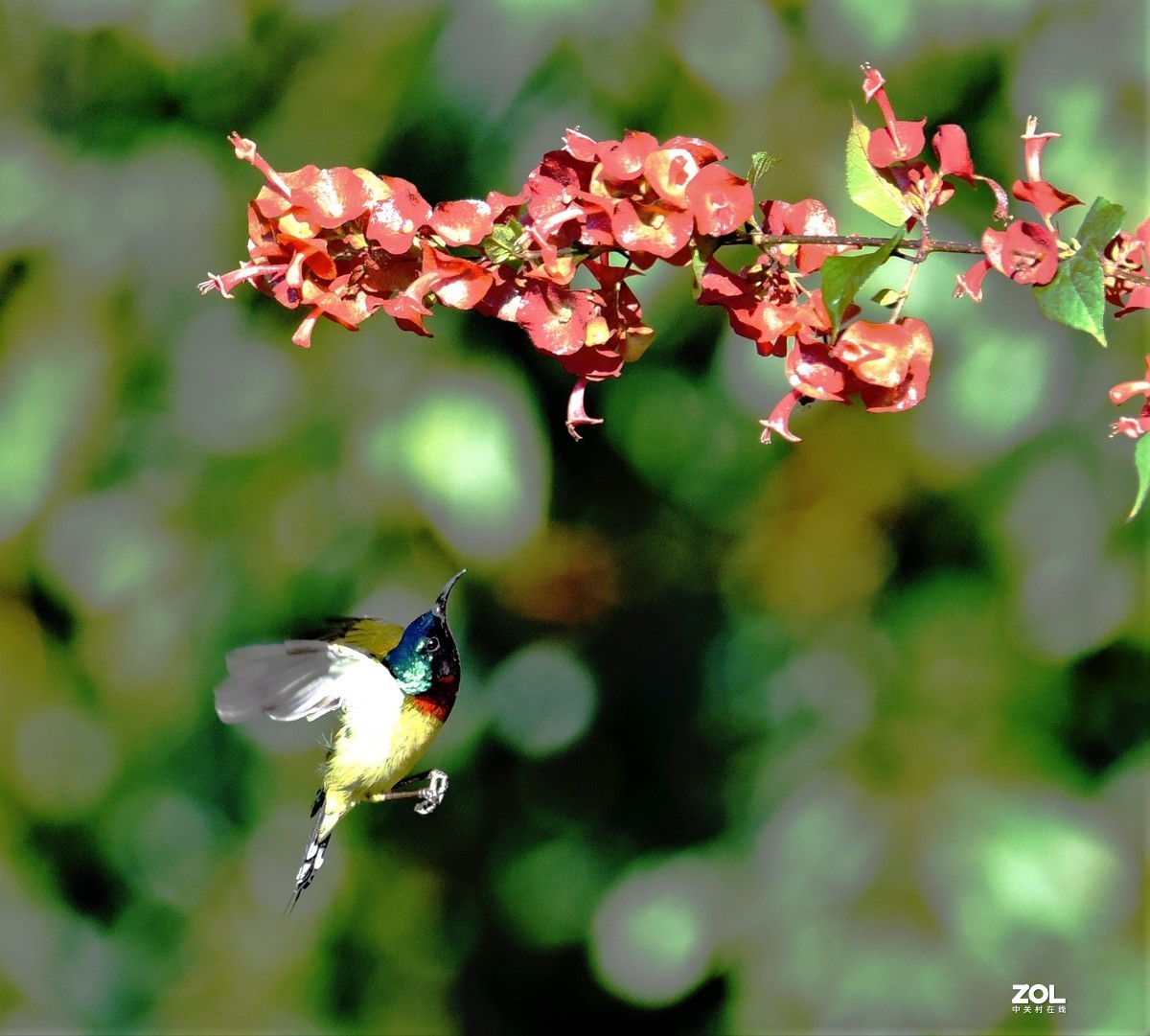 2021年1月2日拍于华南植物园