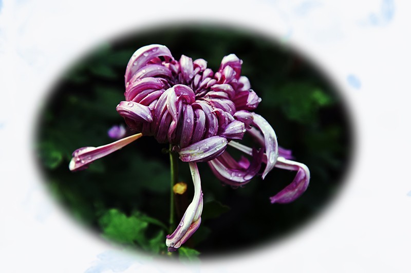 2021，上海森林公园菊花随拍