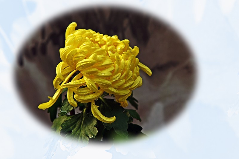 2021，上海森林公园菊花随拍