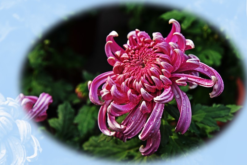 2021，上海森林公园菊花随拍