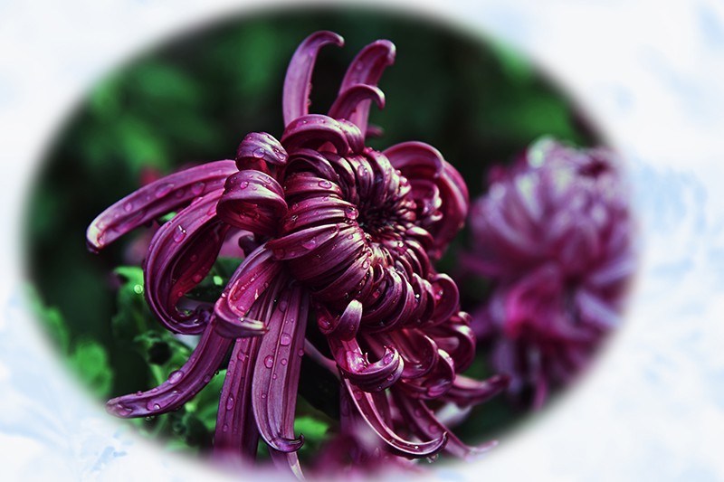 2021，上海森林公园菊花随拍