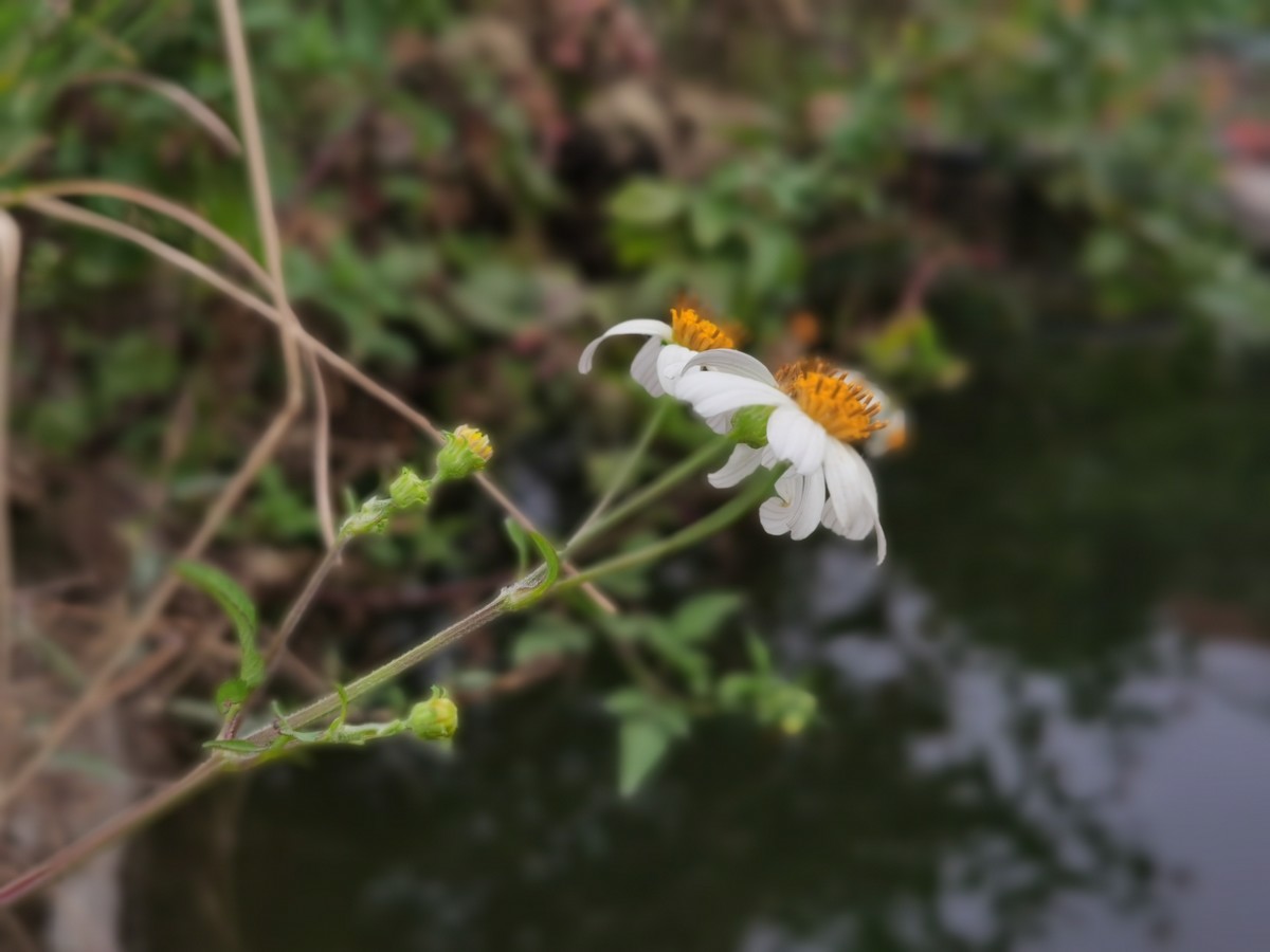 华为Mate30E Pro随拍，直出原图。