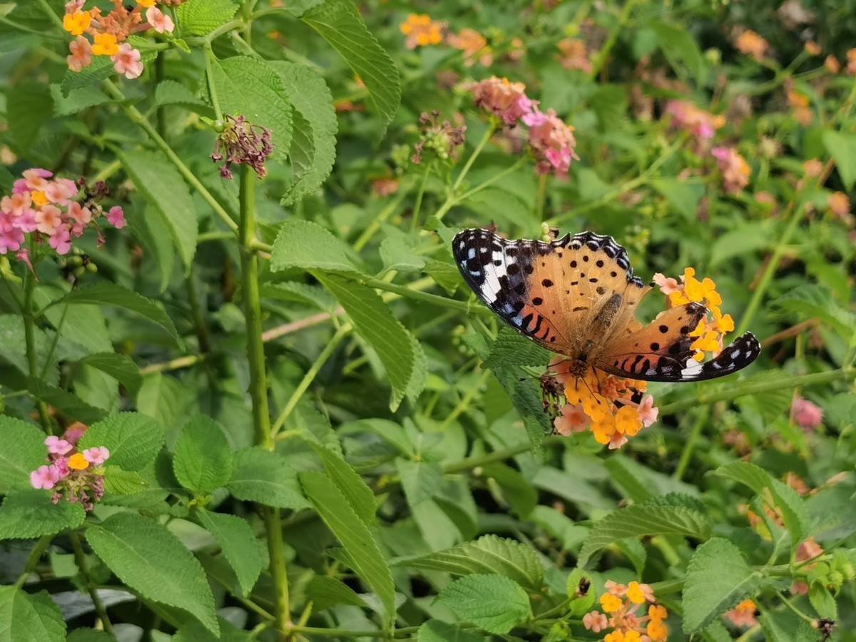 华为Mate30E Pro随拍，直出原图。