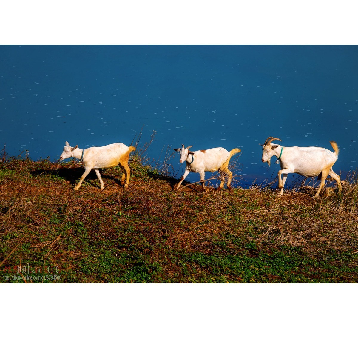 水清草美羊儿肥