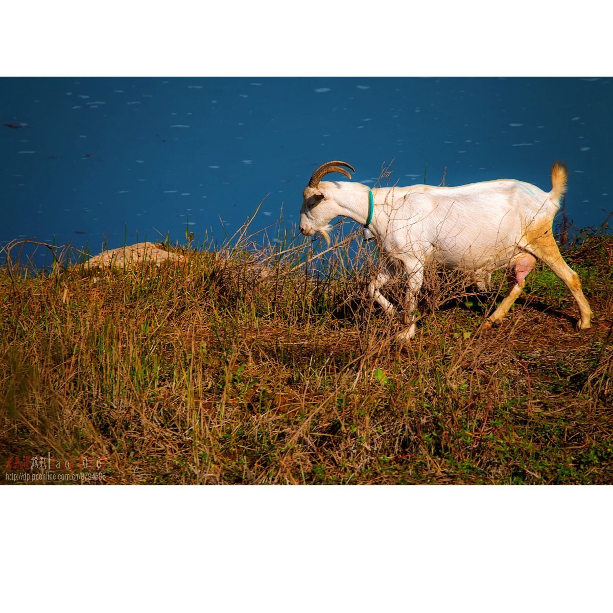水清草美羊儿肥
