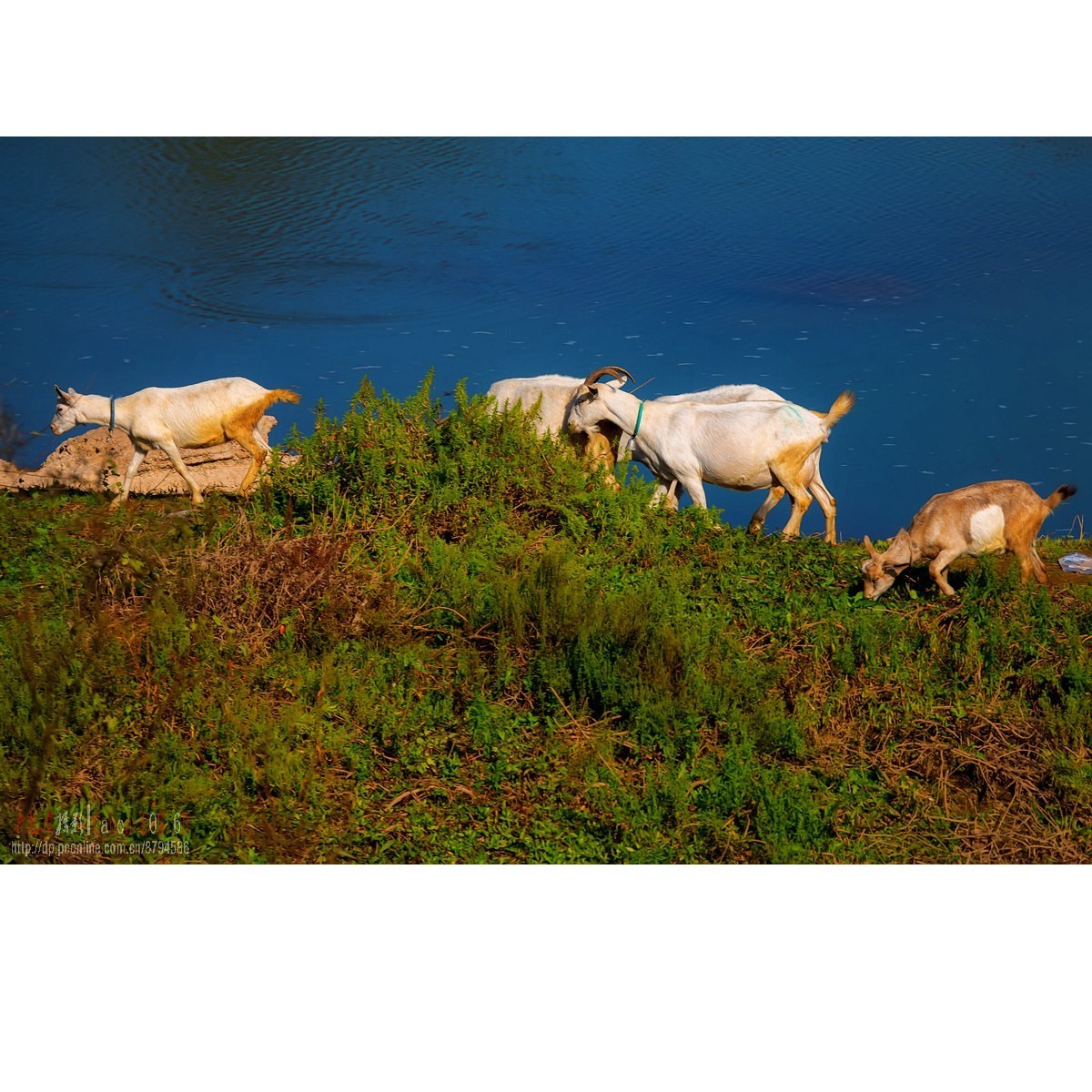 水清草美羊儿肥