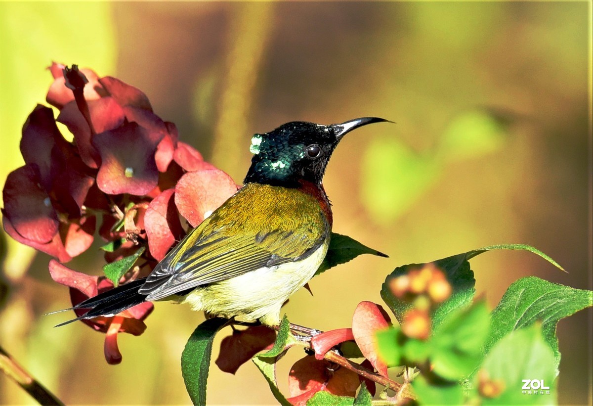 2021年1月2日拍于华南植物园