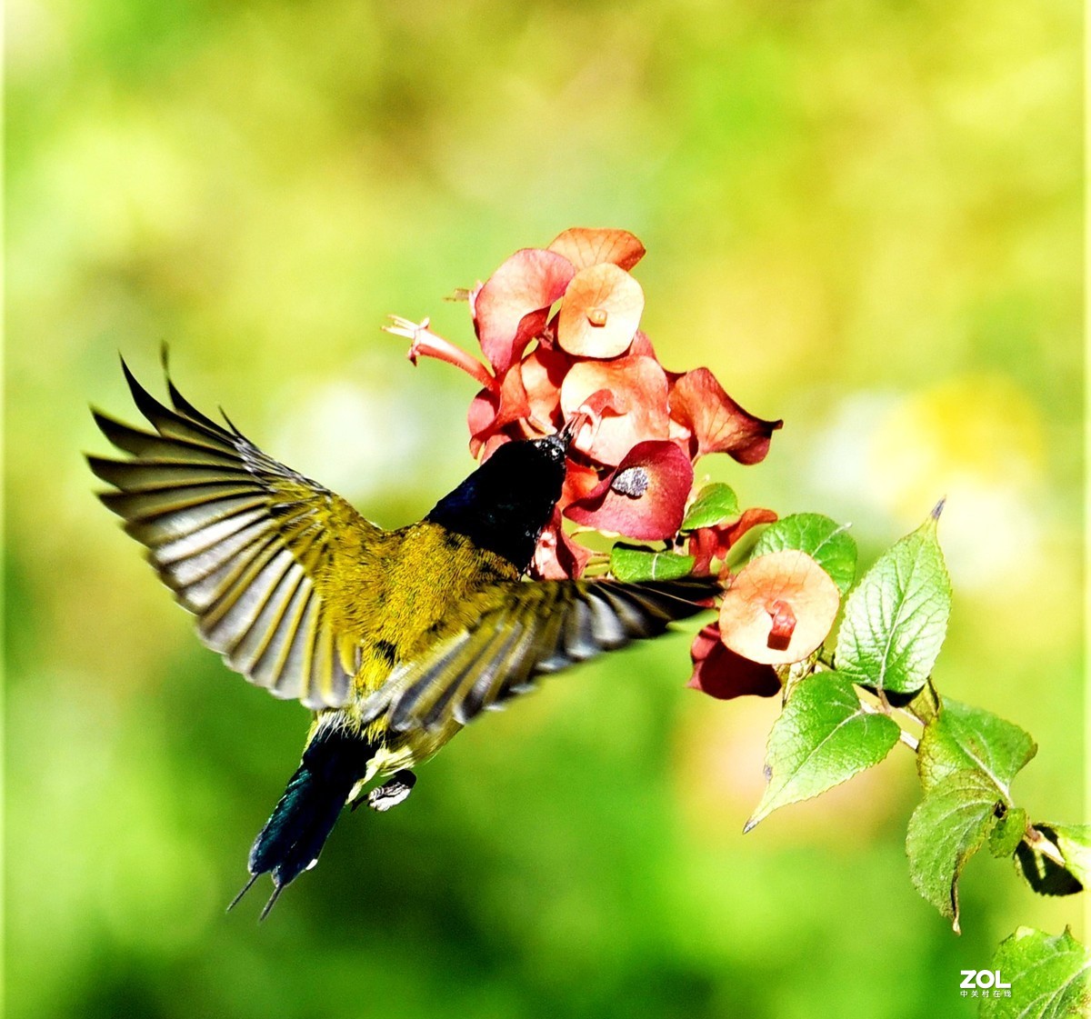 2021年1月2日拍于华南植物园