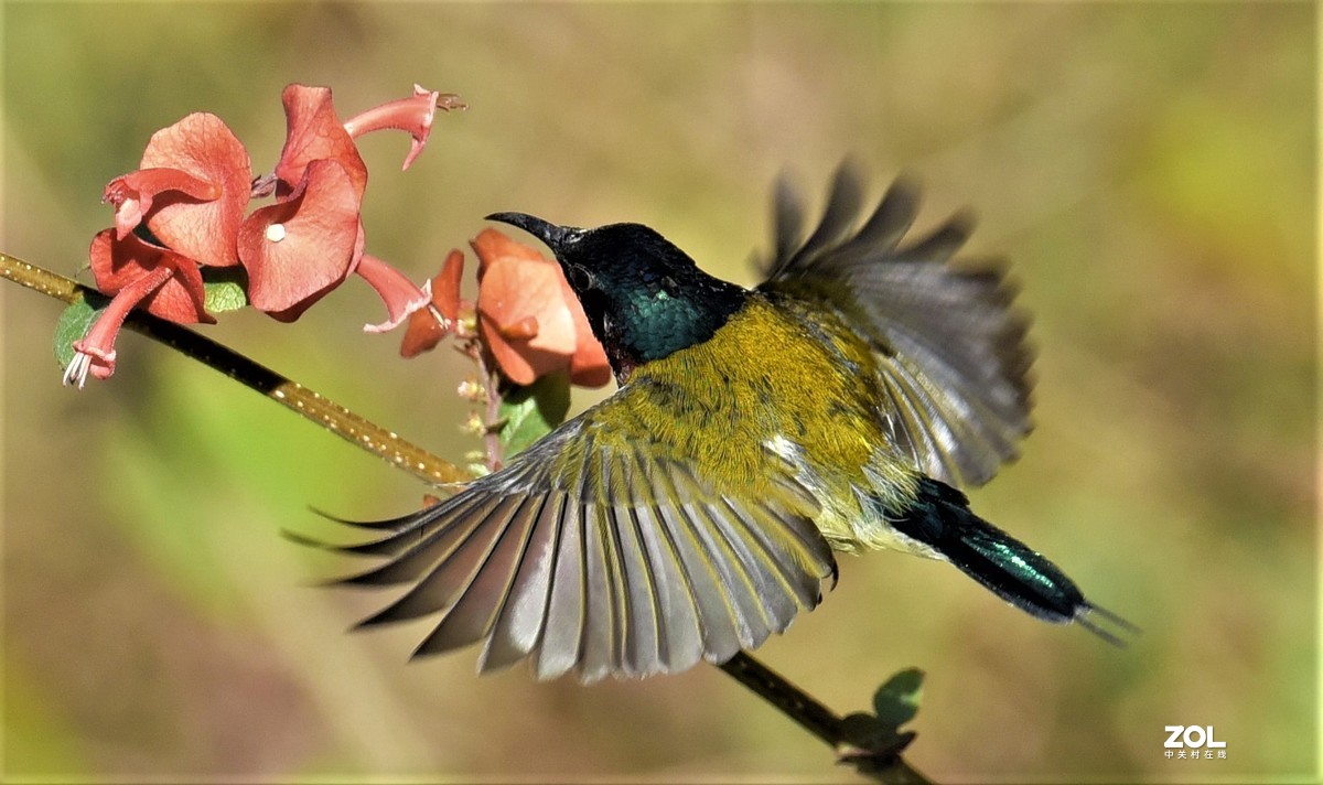 2021年1月2日拍于华南植物园