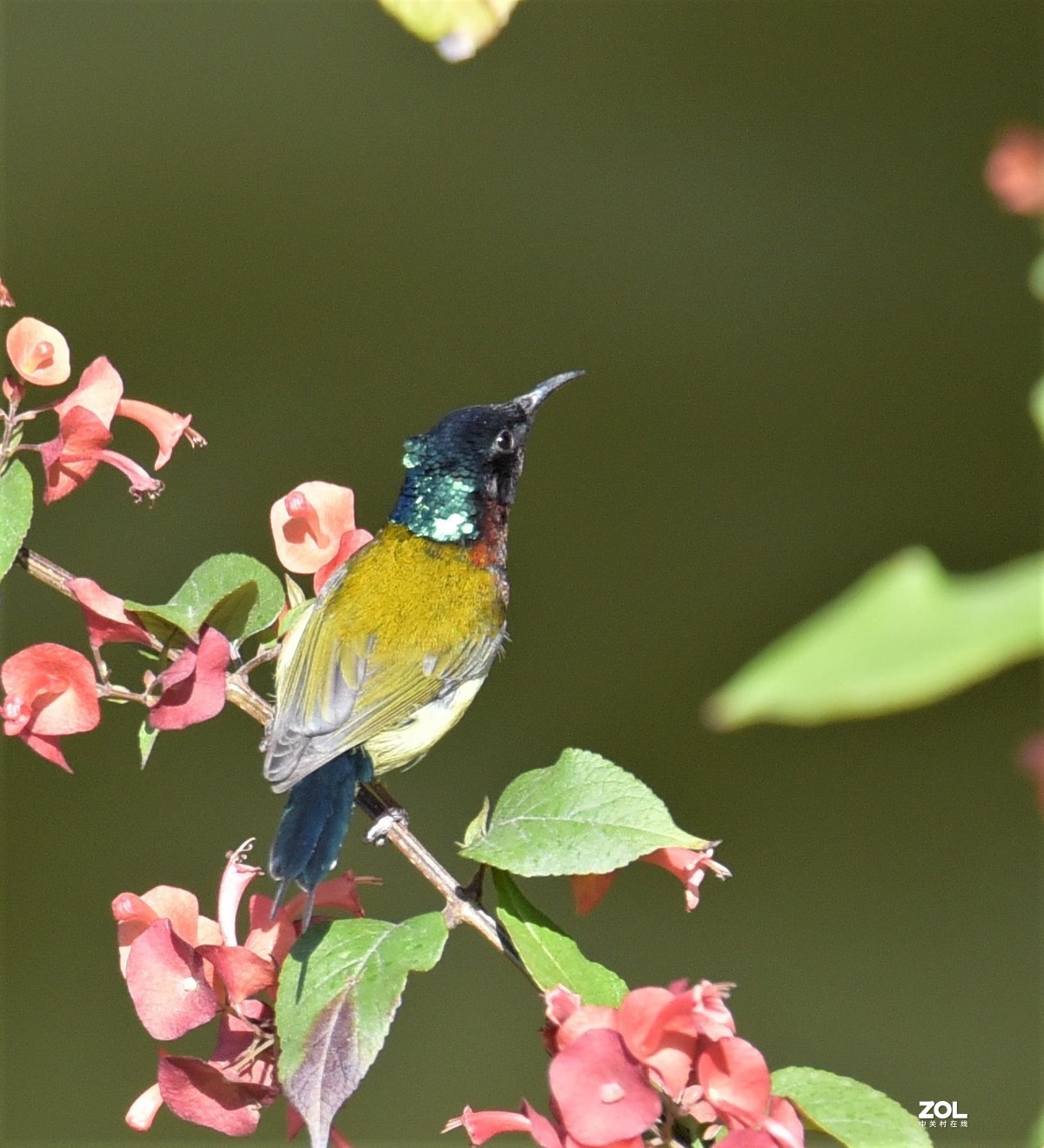 2021年1月2日拍于华南植物园