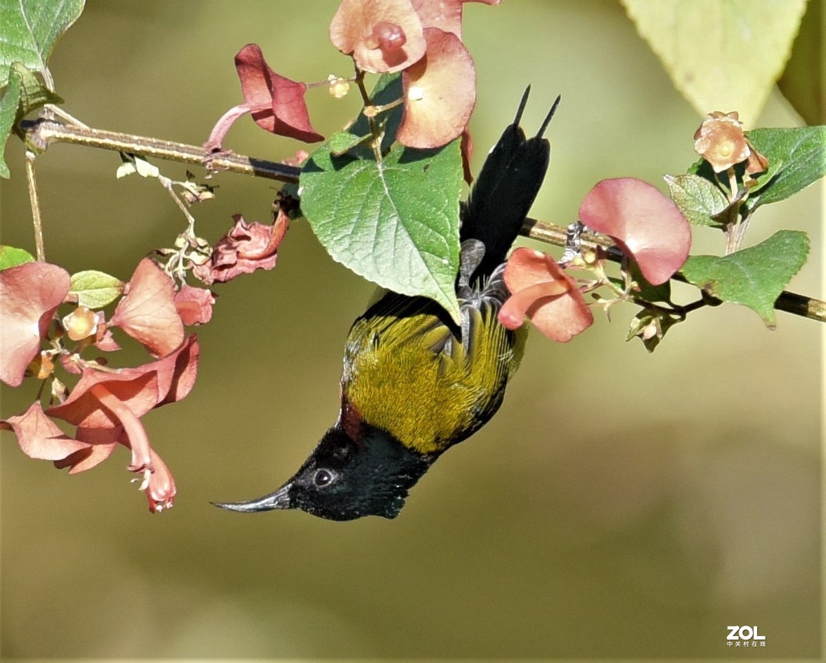 2021年1月2日拍于华南植物园