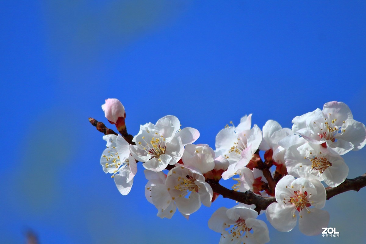 杏花开了