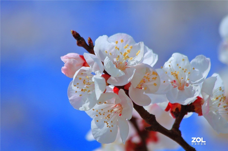 杏花开了