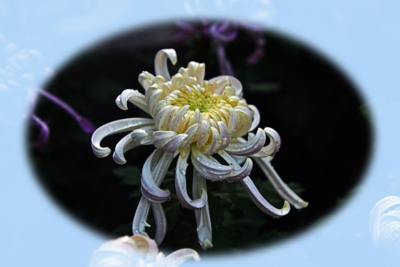 2021，上海森林公园菊花随拍