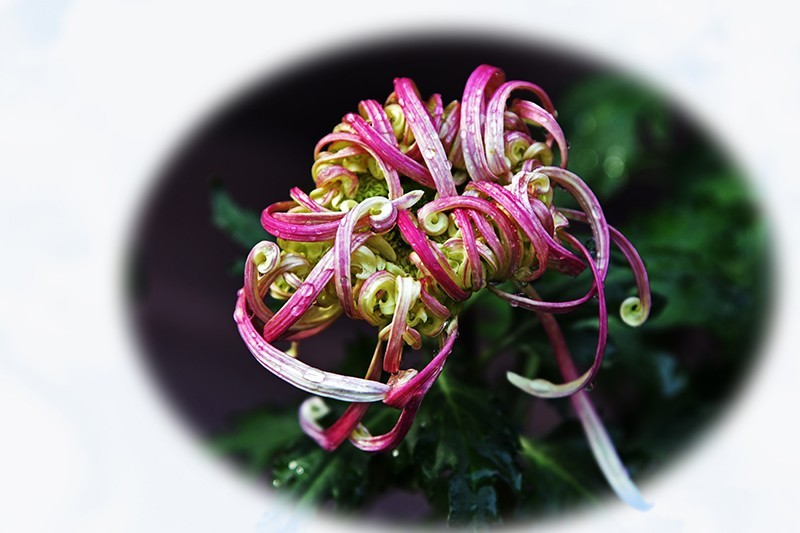 2021，上海森林公园菊花随拍