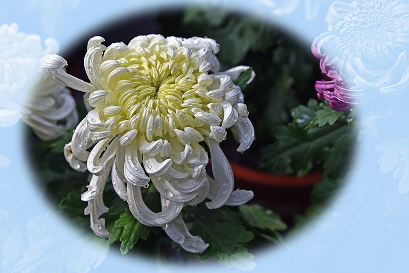 2021，上海森林公园菊花随拍