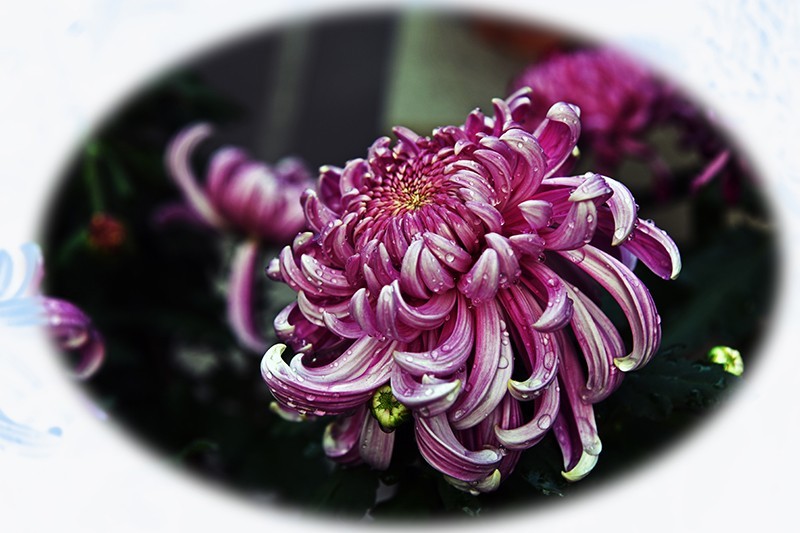 2021，上海森林公园菊花随拍