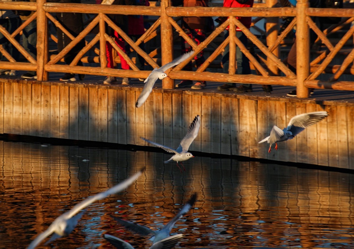 居延海觀日出(下)