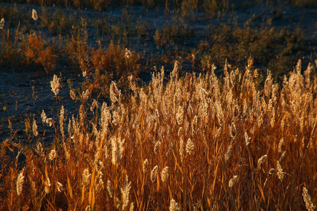 居延海觀日出(下)
