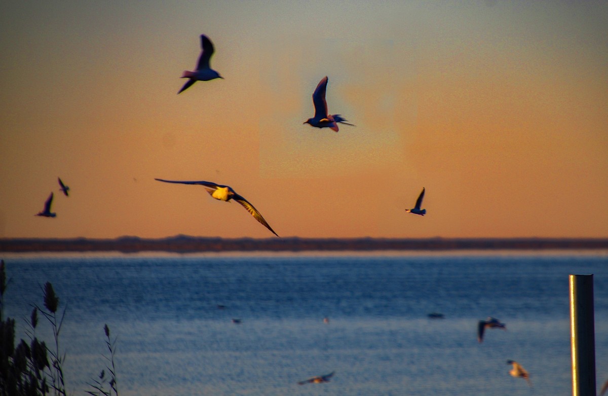 居延海觀日出(下)