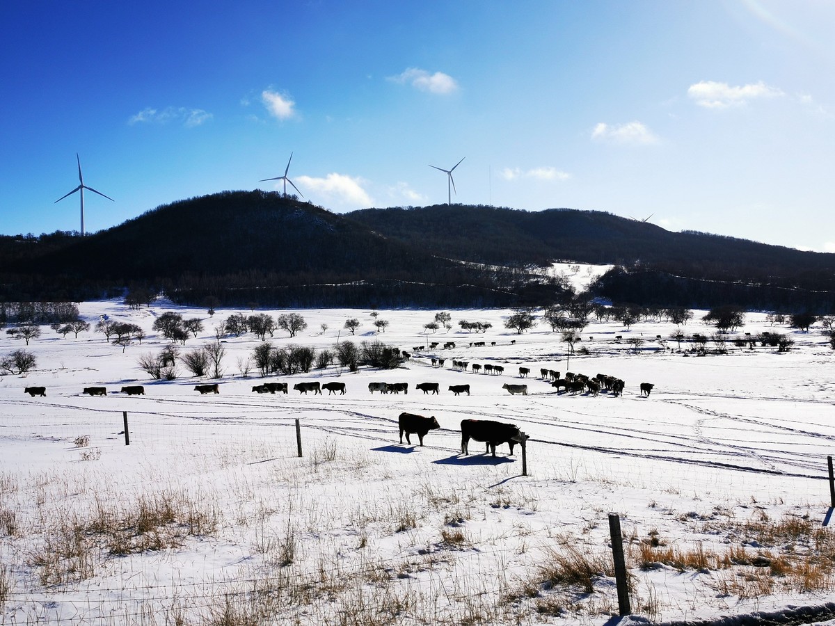 冬季赏雪推荐之御道口草原森林风景区