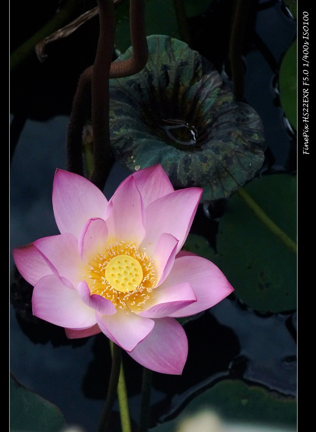 相会在荷时（101）