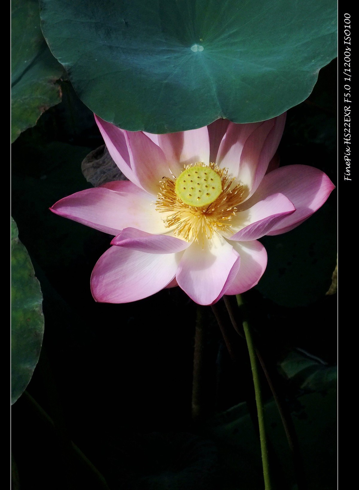 相会在荷时（101）