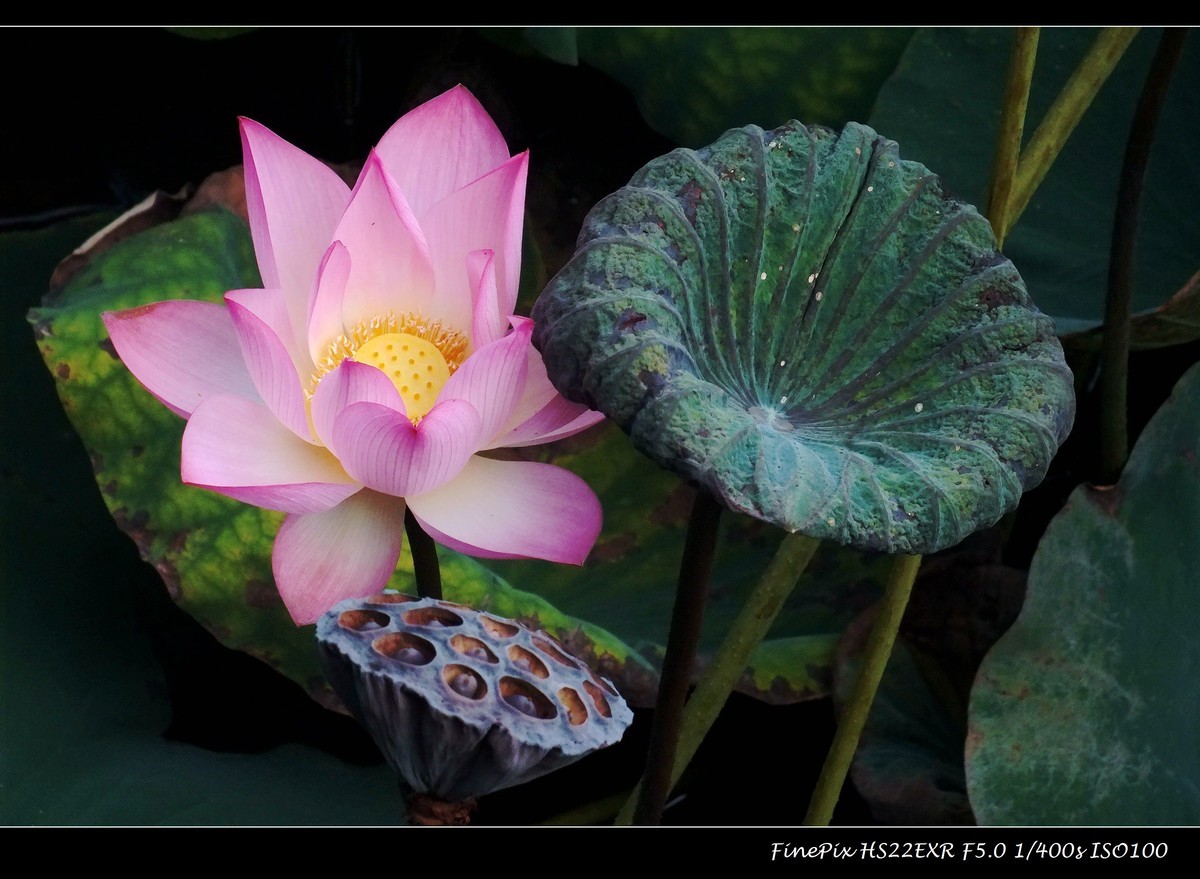 相会在荷时（101）