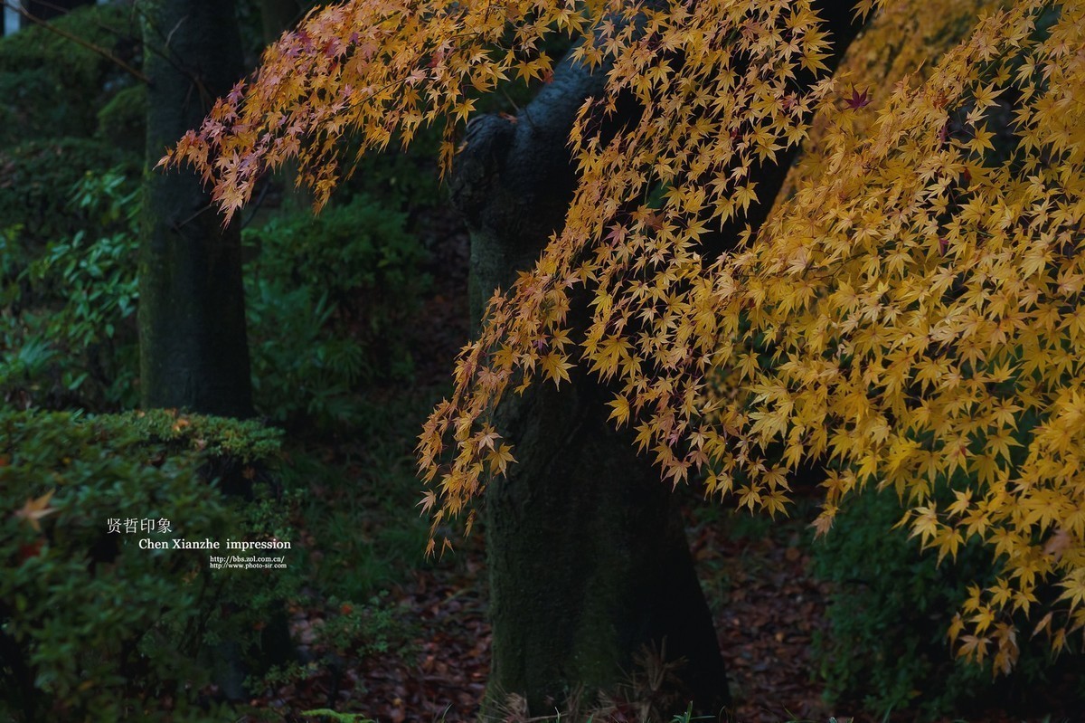 #版主坐堂# 尼康镜头星空(中国)2020年8月部分优秀作品欣赏