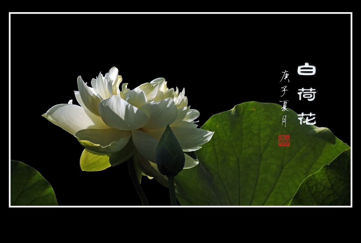 #版主坐堂# 尼康镜头星空(中国)2020年8月部分优秀作品欣赏