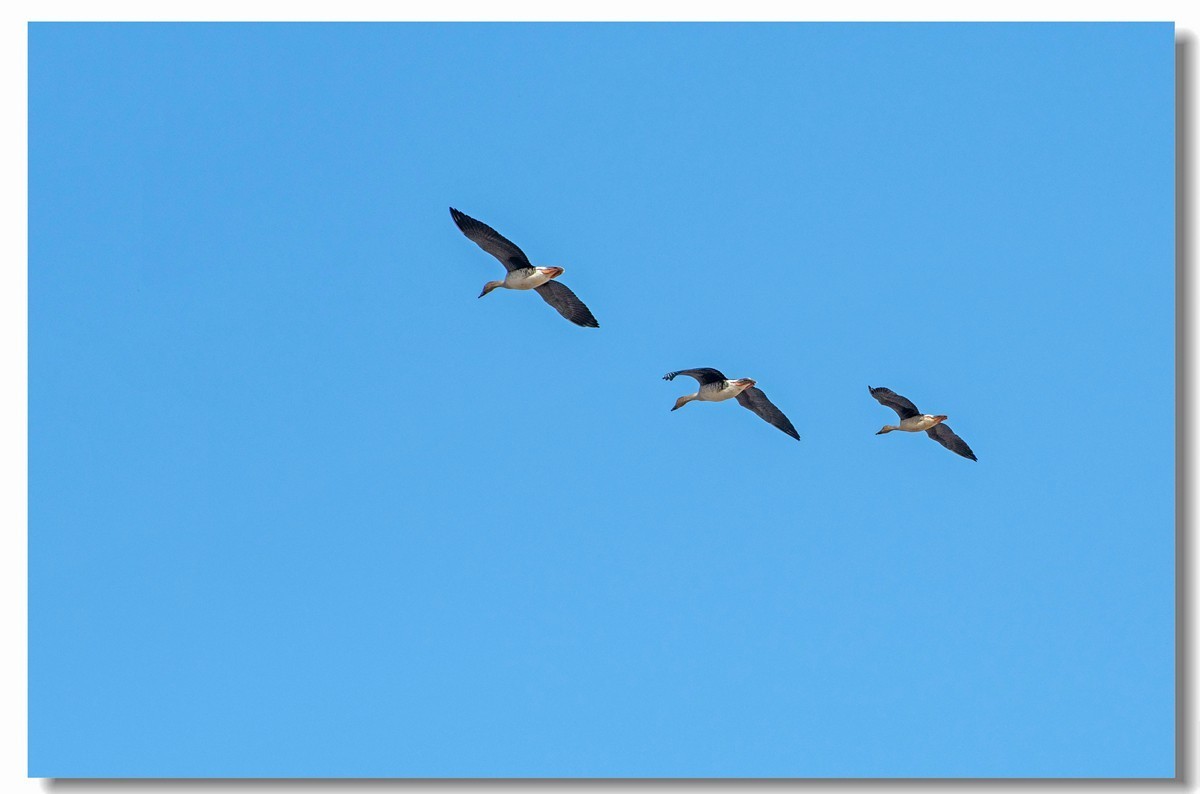 三只豆雁飞过来三